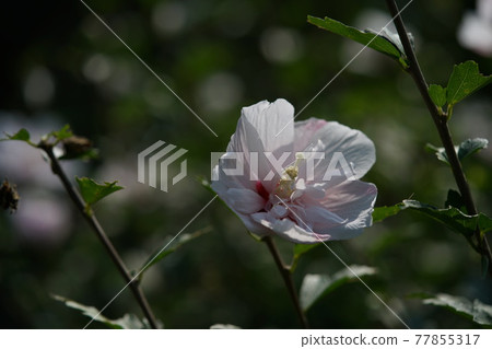 Mukuge花(半重瓣,白色) Mukuge花(半重瓣,白色) 77855317