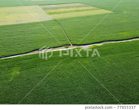 Extensive corn fields, top view. Green farm fields, landscape. Extensive corn fields, top view. Green farm fields, landscape. 77855337