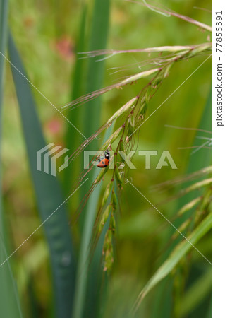 Ladybug Ladybug 77855391