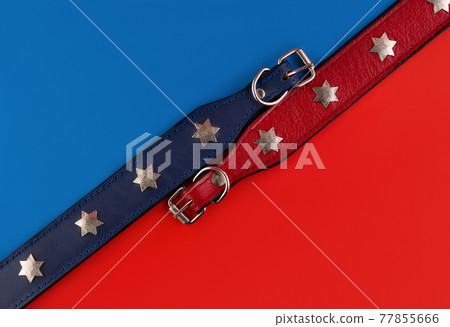 Flatley with dog collars on blue and red background. Minimalistic fashion style. Flatley with dog collars on blue and red background. Minimalistic fashion style. 77855666