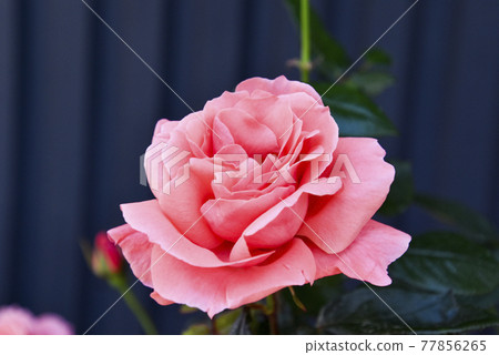 Rose of pink Rose of pink 77856265