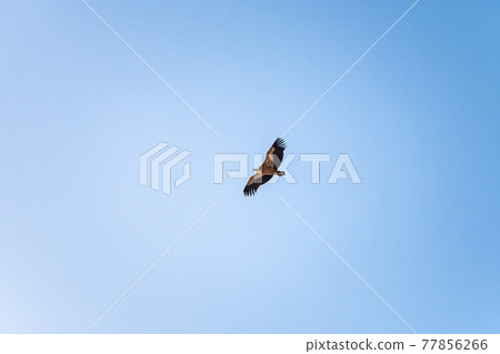 Griffon vulture spinning on the sky above Rocca del Crasto mountain, Sicily Griffon vulture spinning on the sky above Rocca del Crasto mountain, Sicily 77856266