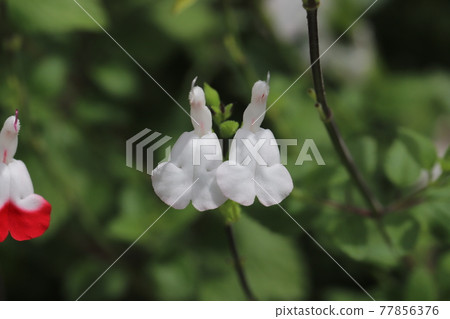 春天花園裡盛開的白櫻桃鼠尾草花 77856376