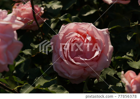 盛開的玫瑰是Mamirai 77856378