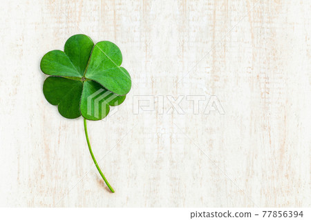 Close up clover leaves on white shabby wooden background. The symbolic of Four Leaf Clover the first is for faith, the second is for hope, the third is for love and the fourth is for lucky. Close up clover leaves on white shabby wooden background. The symbolic of Four Leaf Clover the first is for faith, the second is for hope, the third is for love and the fourth is for lucky. 77856394