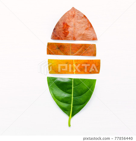 Different age of leaves and colour set up on white wooden background. Ageing and seasonal concept colorful leaves with flat lay and copy space. 77856440