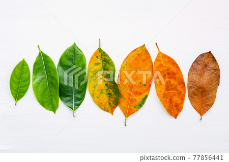 Leaves of different age of jack fruit tree on white wooden background. Ageing  and seasonal concept colorful leaves with flat lay and copy space. 77856441