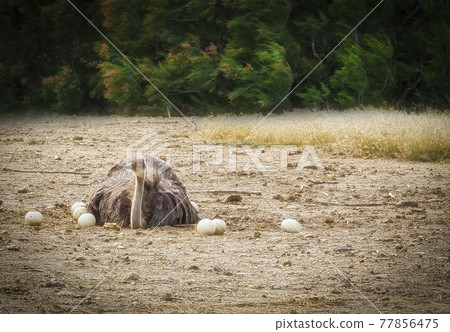 Male African ostrich in nest sitting on the eggs until they hatch Male African ostrich in nest sitting on the eggs until they hatch 77856475