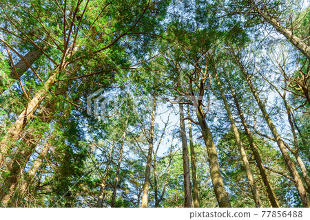 (Yamanashi Prefecture) Aokigahara Jukai Trees and Sunbeams (Yamanashi Prefecture) Aokigahara Jukai Trees and Sunbeams 77856488