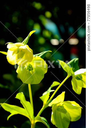 Christmas rose Christmas rose 77856498