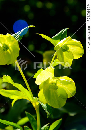 Christmas rose Christmas rose 77856499