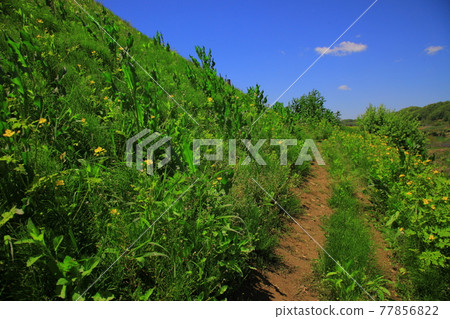 Castle ruins 77856822