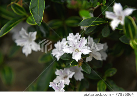 Serissa japonica (variegated Baekjeong flower) Serissa japonica (variegated Baekjeong flower) 77856864
