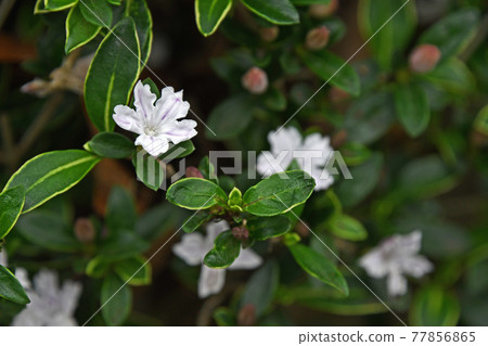 Serissa japonica (variegated Baekjeong flower) 77856865