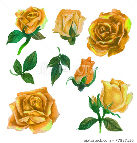 Set of rose watercolor elements. Vector illustration. Set of rose watercolor elements. Vector illustration. 77857136