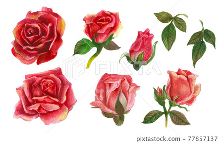 Set of rose watercolor elements. Vector illustration. Set of rose watercolor elements. Vector illustration. 77857137