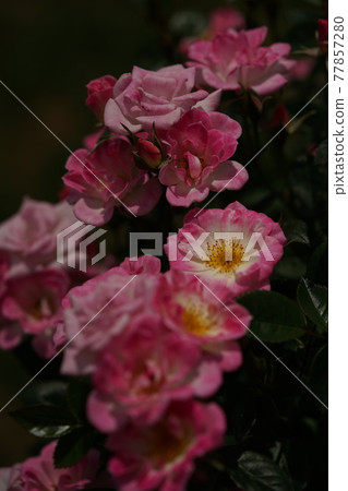 Rose princess in full bloom Rose princess in full bloom 77857280