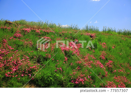 Castle ruins Castle ruins 77857307