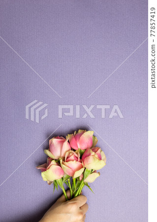 Hand holding pink rose flowers on purple background. flat lay, top view, copy space Hand holding pink rose flowers on purple background. flat lay, top view, copy space 77857419