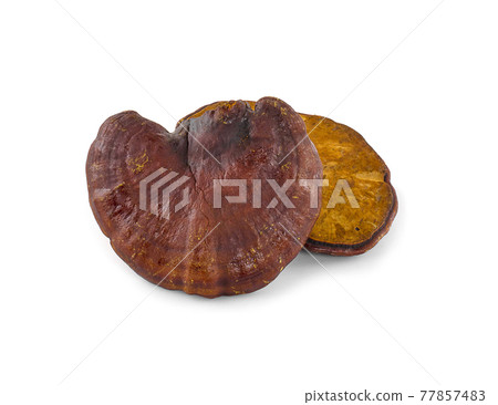 Ganoderma Lucidum Mushroom isolated on white background Ganoderma Lucidum Mushroom isolated on white background 77857483