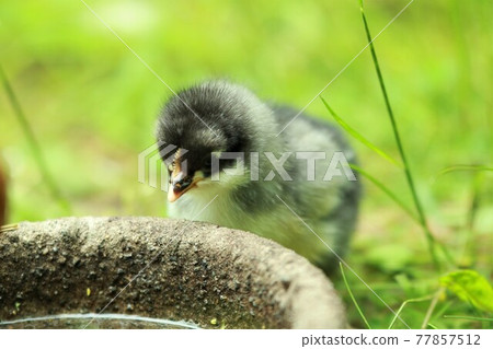 A little young chicken chick in the grass in front of a potions 77857512