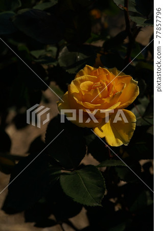 Yellow rose inca in full bloom Yellow rose inca in full bloom 77857796