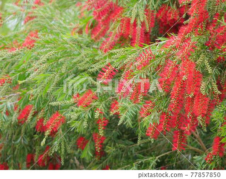 Callistemon 1 紅色 Callistemon 1 紅色 77857850