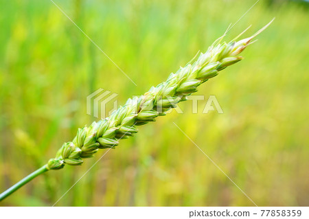 Ear of wheat 77858359