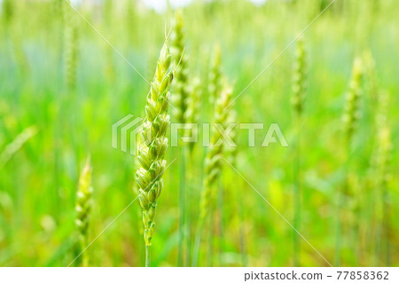 Ear of wheat 77858362
