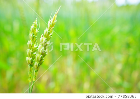 Ear of wheat 77858363