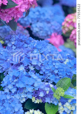 Hydrangea as if small stars gathered Hydrangea as if small stars gathered 77858522