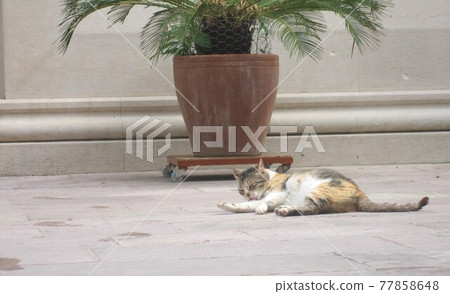 一隻在杜布羅夫尼克老城放鬆的貓 77858648