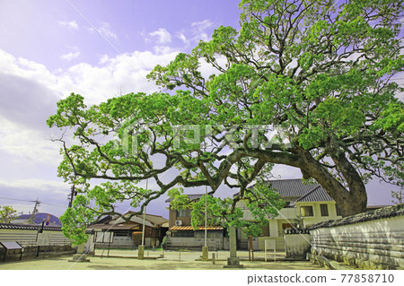 Camphor tree of Suo Kokubunji 77858710