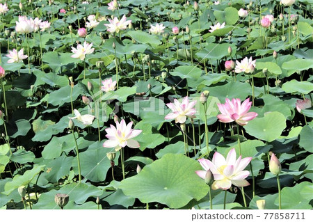 一朵在陽光下似乎很舒服的蓮花 77858711