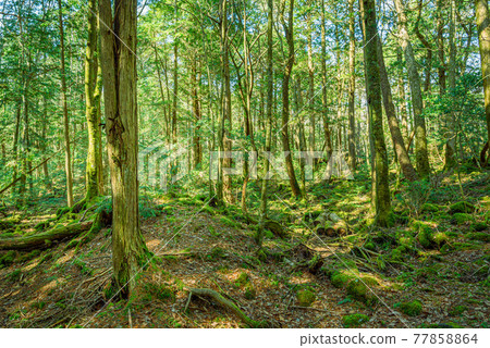 (Yamanashi Prefecture) Fresh green Aokigahara Jukai (Yamanashi Prefecture) Fresh green Aokigahara Jukai 77858864