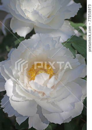 Ootomi peony (Kanayama general park) 77858973