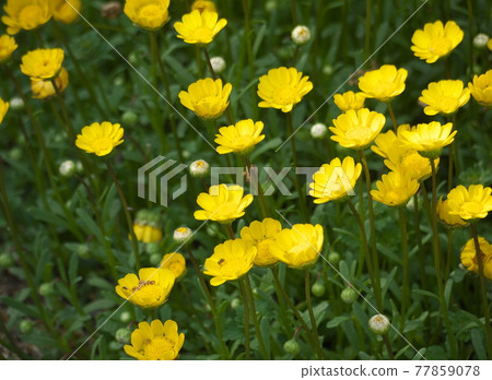 Chrisansemmu Mulchicore 77859078