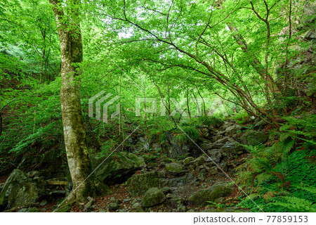 (埼玉縣)堀山的新綠 (埼玉縣)堀山的新綠 77859153