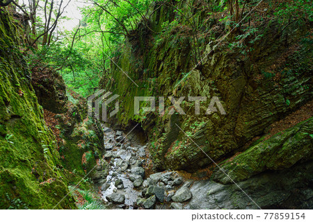(埼玉縣)埼玉山的峽谷和翠綠 (埼玉縣)埼玉山的峽谷和翠綠 77859154