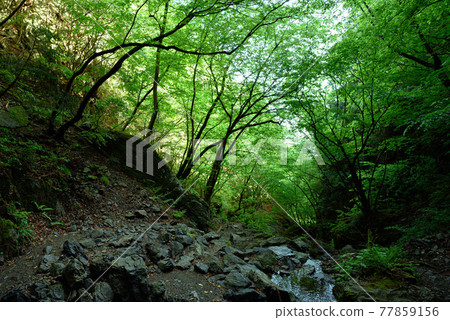 (埼玉縣) Bonooreyama 的新綠和山路 77859156