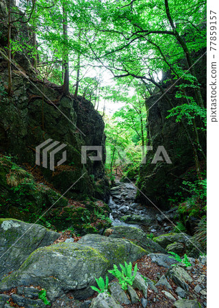 (埼玉縣)埼玉山的峽谷和翠綠 (埼玉縣)埼玉山的峽谷和翠綠 77859157