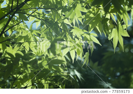新鮮的綠葉 新鮮的綠葉 77859173