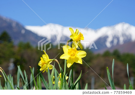長野縣光善寺前的水仙 長野縣光善寺前的水仙 77859469