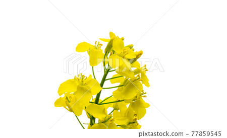Canola isolated. Rapeseed plant, colza rapeseed for green energy. Yellow rape flower for healthy food oil on field. Springtime golden flowering. Canola isolated. Rapeseed plant, colza rapeseed for green energy. Yellow rape flower for healthy food oil on field. Springtime golden flowering. 77859545