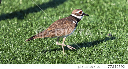 Side view of a killdeer plover on gren turf 77859592