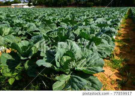 Cabbage field 77859917
