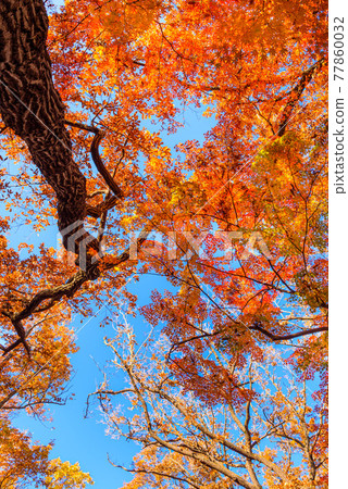 (Tokyo) Looking up at the autumn leaves of Shakujii Park in autumn (Tokyo) Looking up at the autumn leaves of Shakujii Park in autumn 77860032