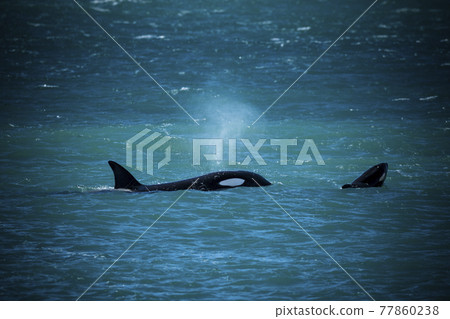Orca Family, Patagonia Argentina Orca Family, Patagonia Argentina 77860238