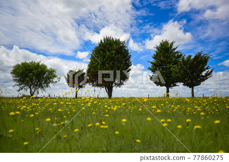 Flowery landscape, La Pampa, Argentina Flowery landscape, La Pampa, Argentina 77860275
