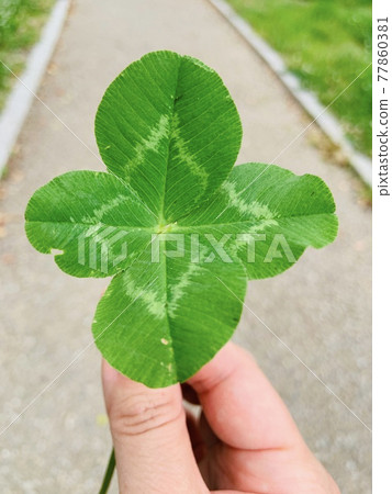 Four leaves clover Four leaves clover 77860381